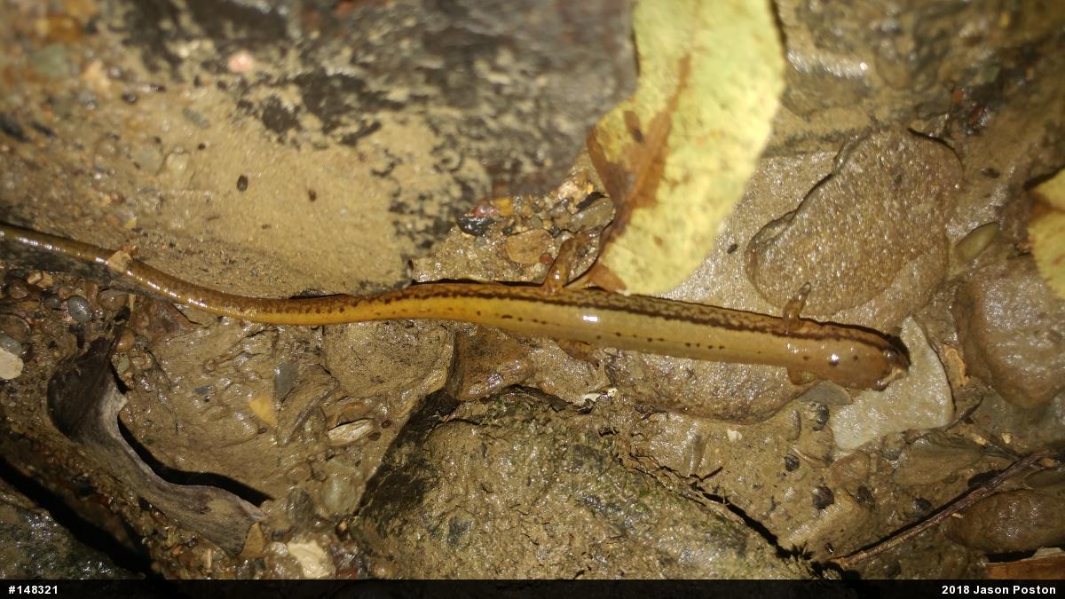 Northern Two-lined Salamander