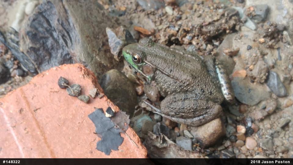 Green Frog
