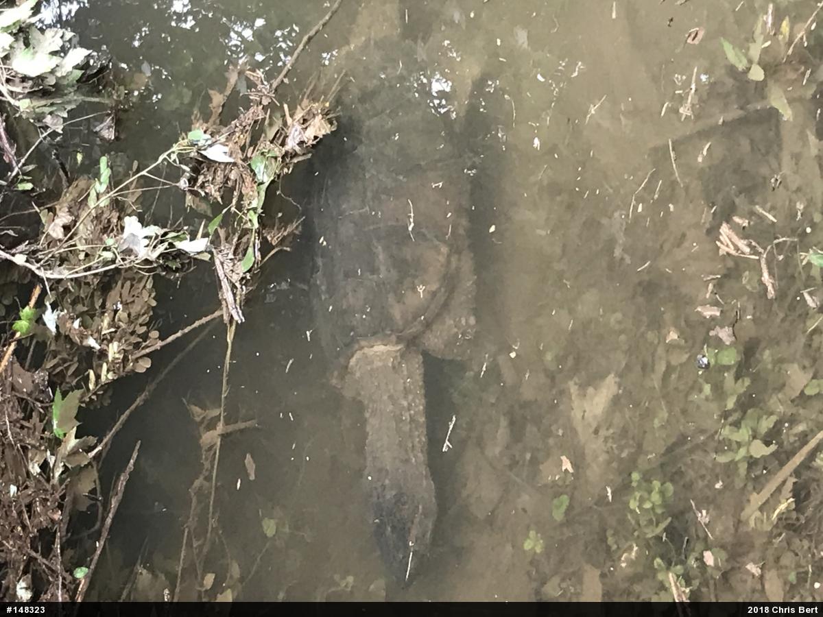 Snapping Turtle