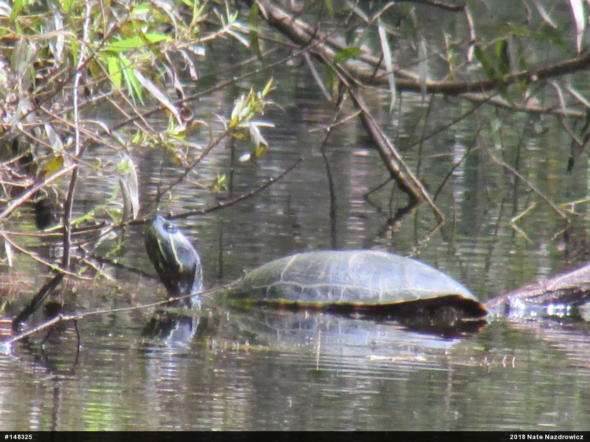 Red-eared Slider