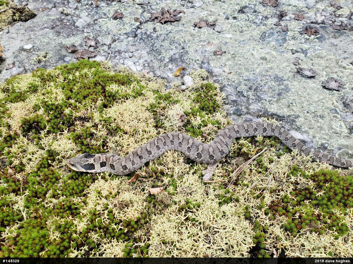 Eastern Hog-nosed Snake