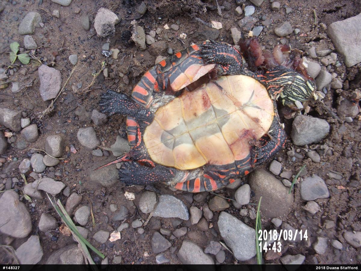 Midland Painted Turtle