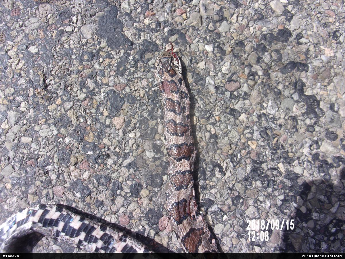 Eastern Milksnake