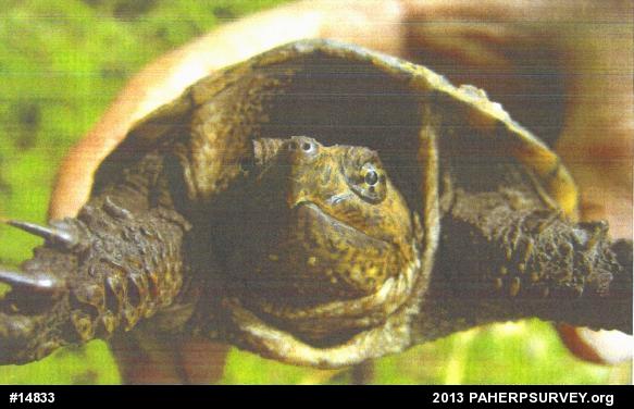 Snapping Turtle