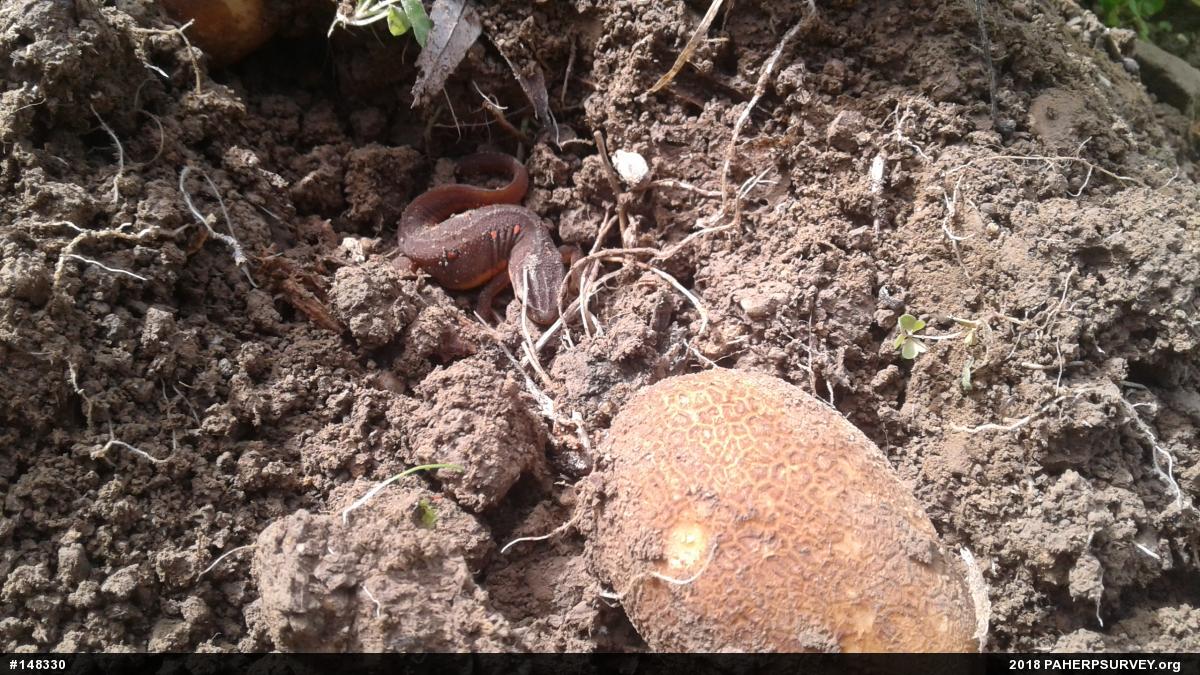 Red-spotted Newt