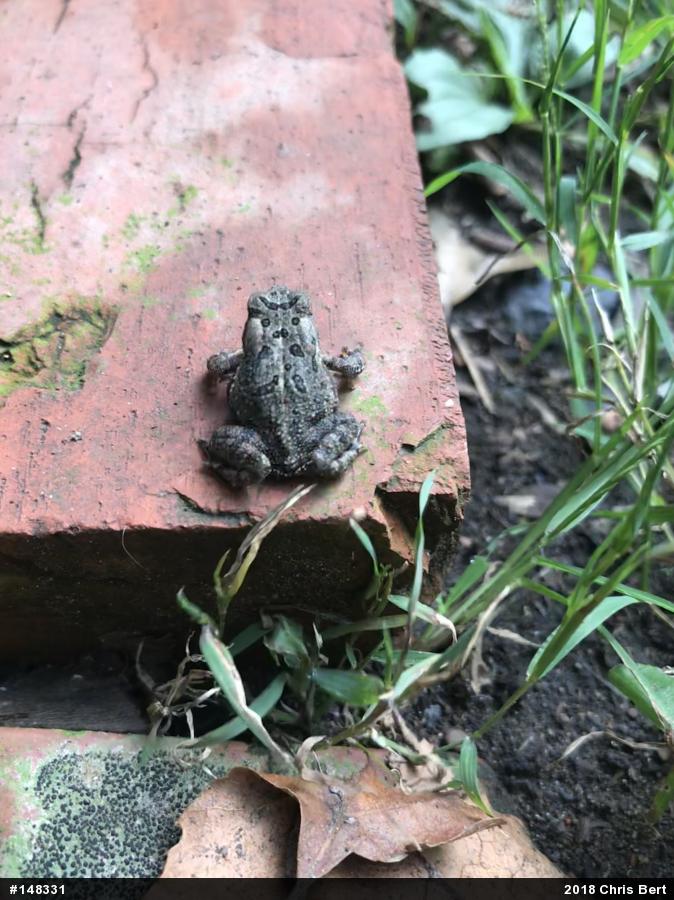 Fowler's Toad