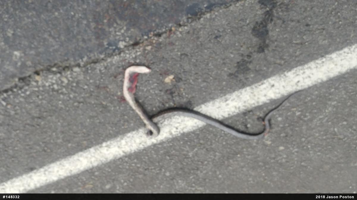 Eastern Ratsnake