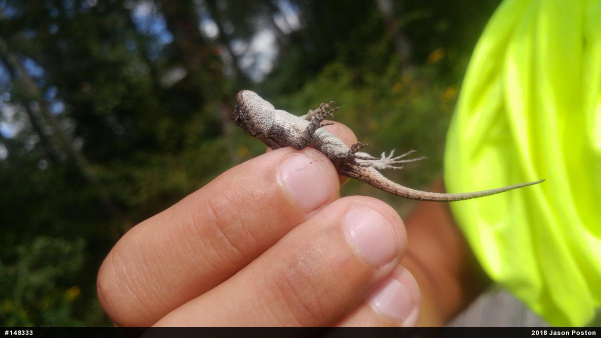 Eastern Fence Lizard