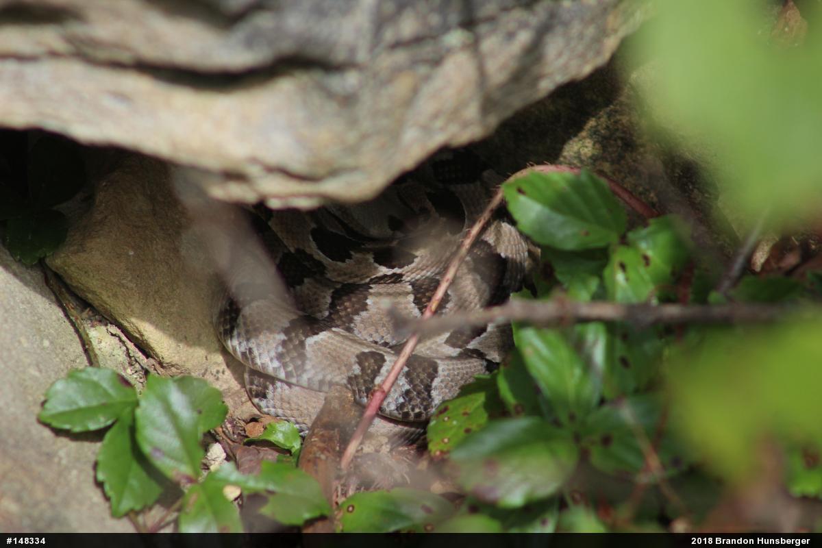 Timber Rattlesnake