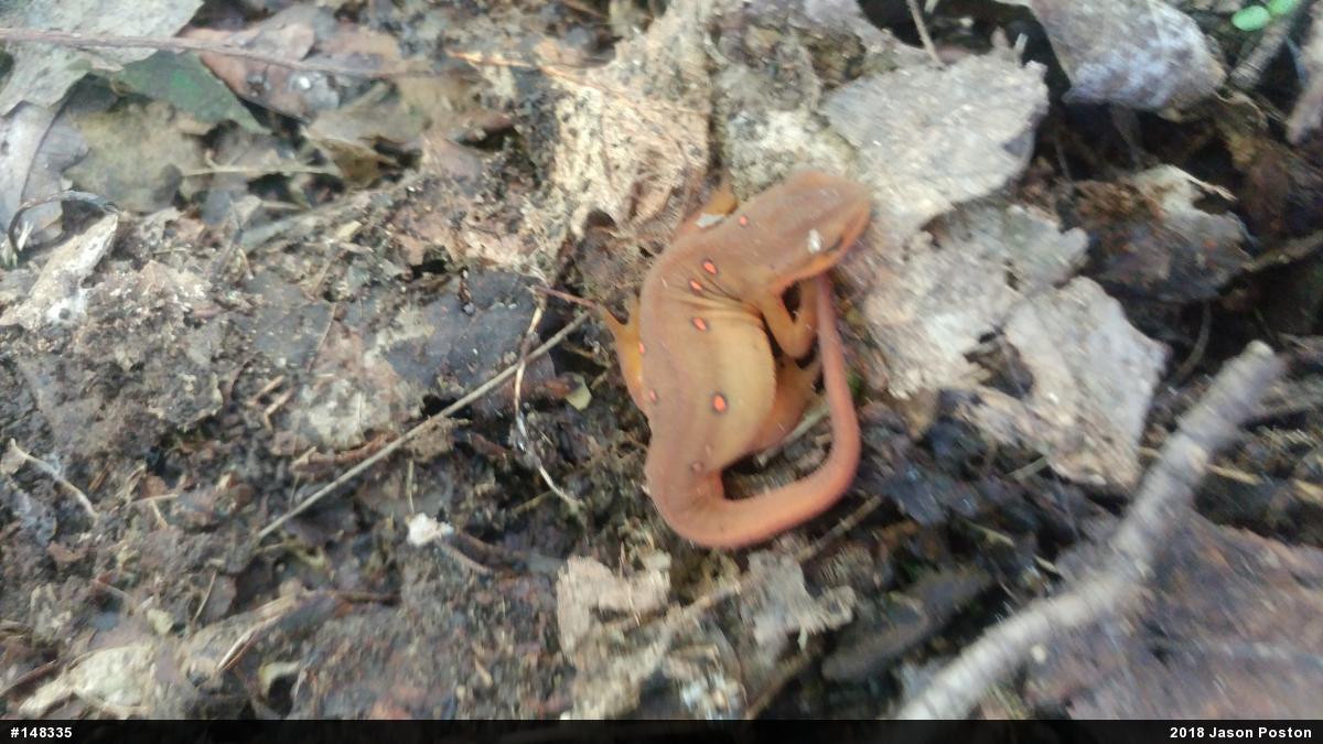 Red-spotted Newt