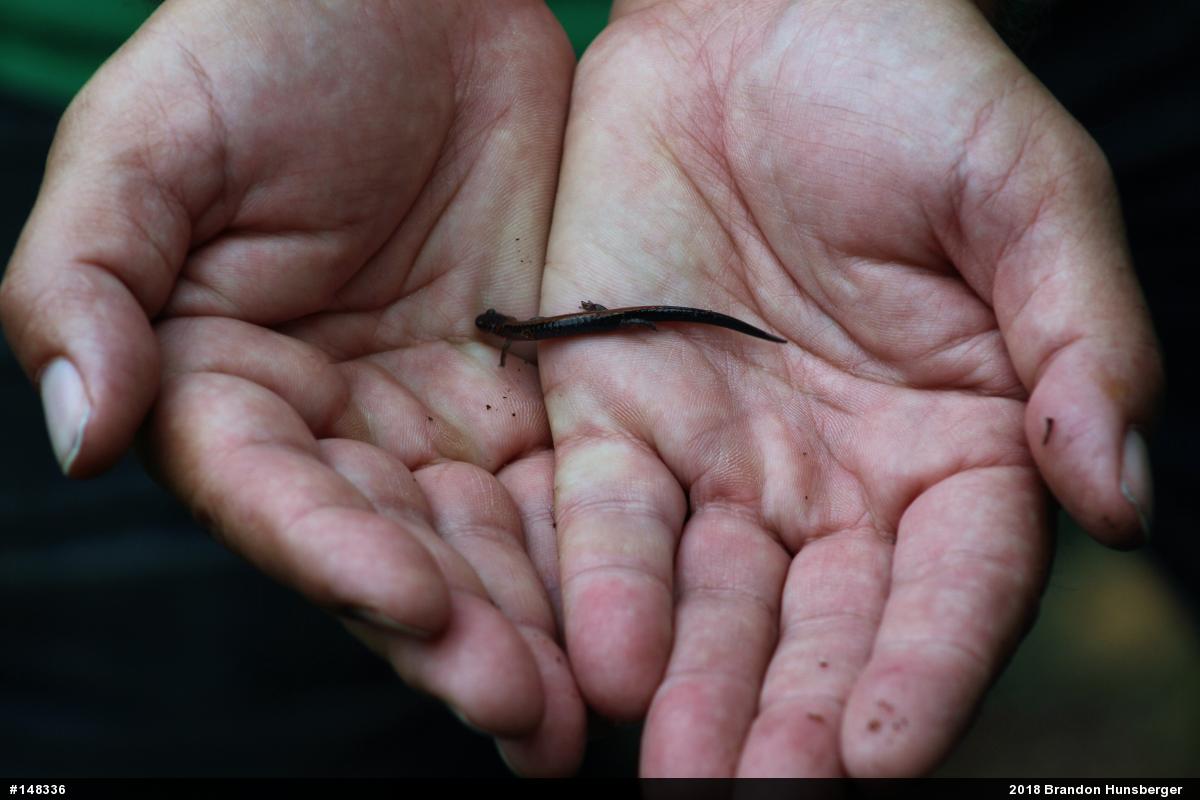 Eastern Red-backed  Salamander