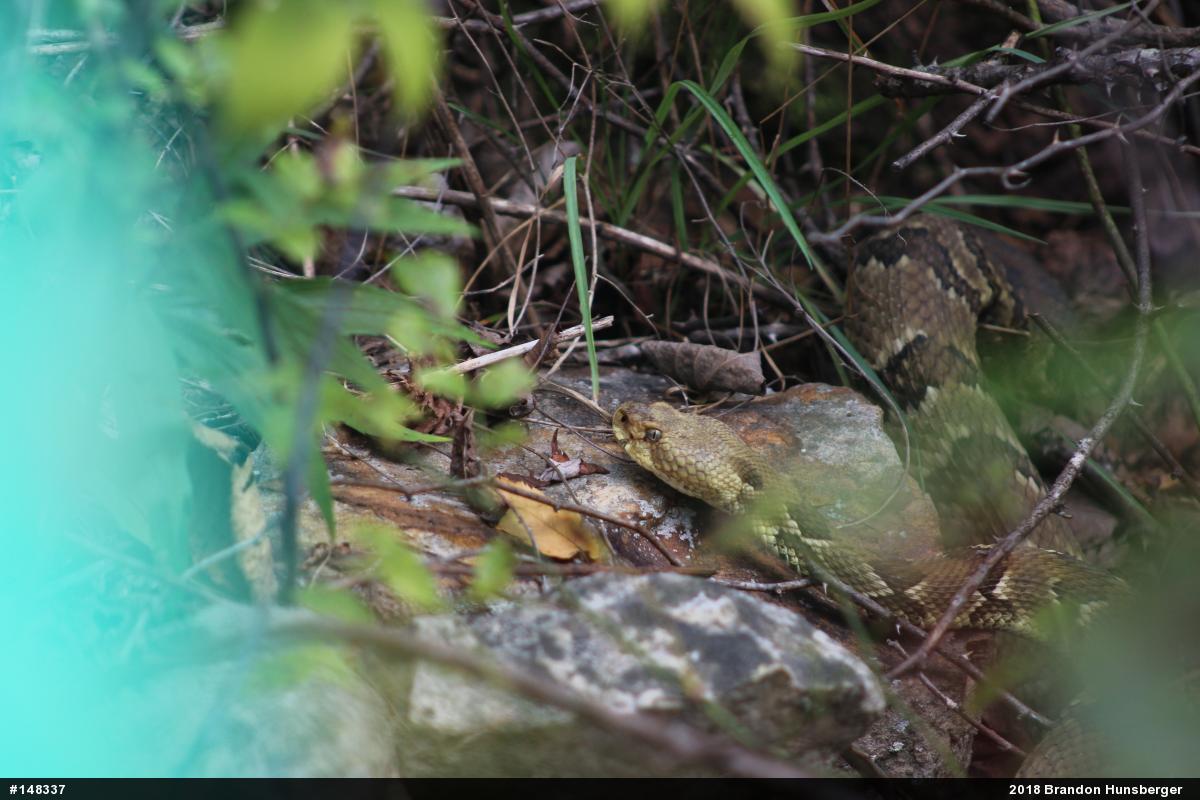 Timber Rattlesnake