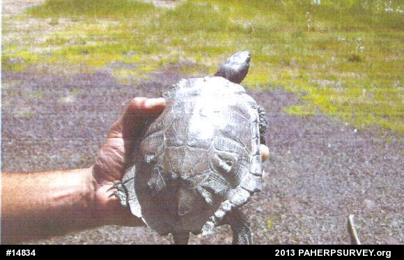 Wood Turtle