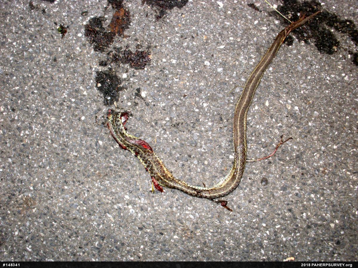 Eastern Gartersnake