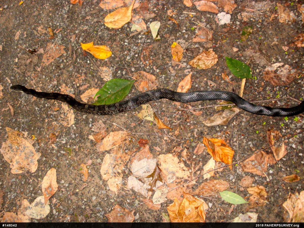 Eastern Ratsnake