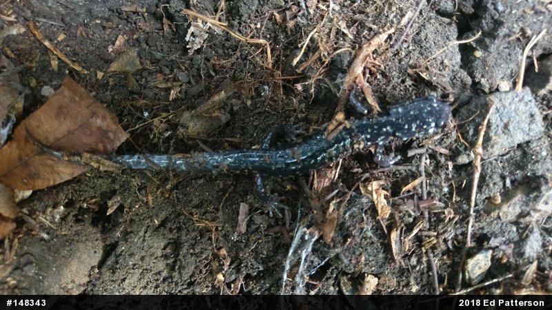 Northern Slimy Salamander