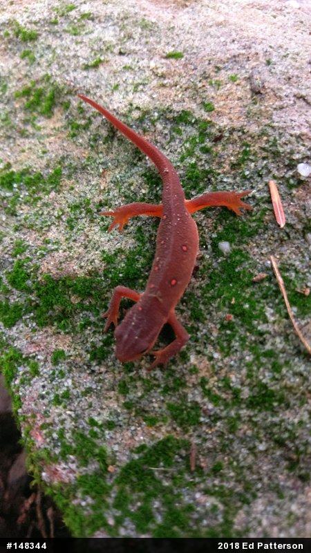 Red-spotted Newt