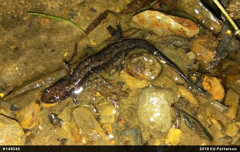 Allegheny Mountain Dusky Salamander