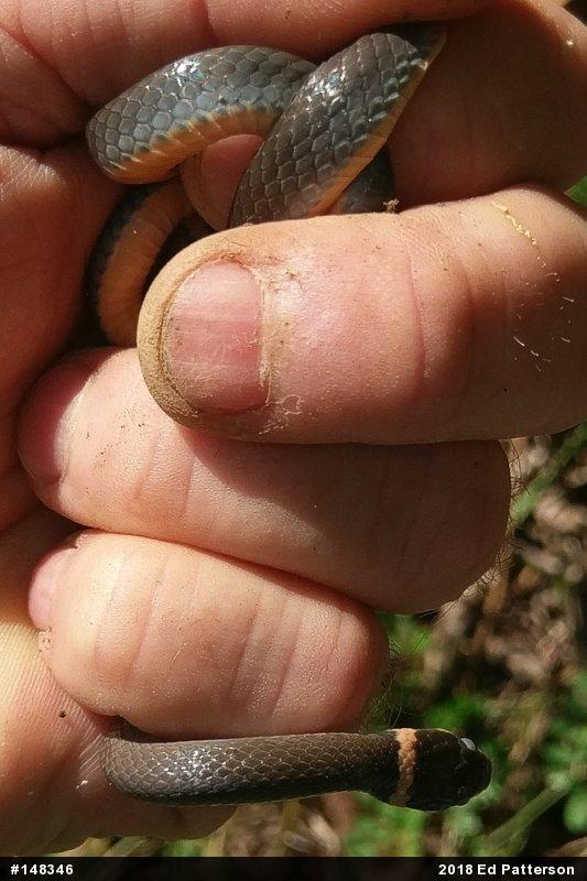 Northern Ring-necked Snake