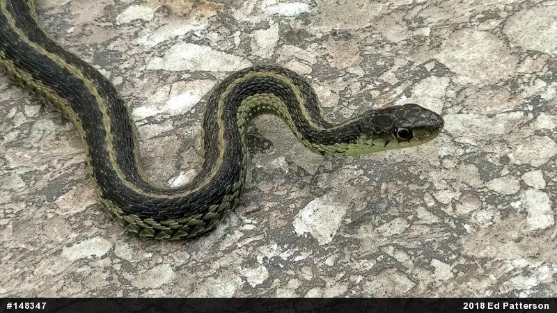 Eastern Gartersnake