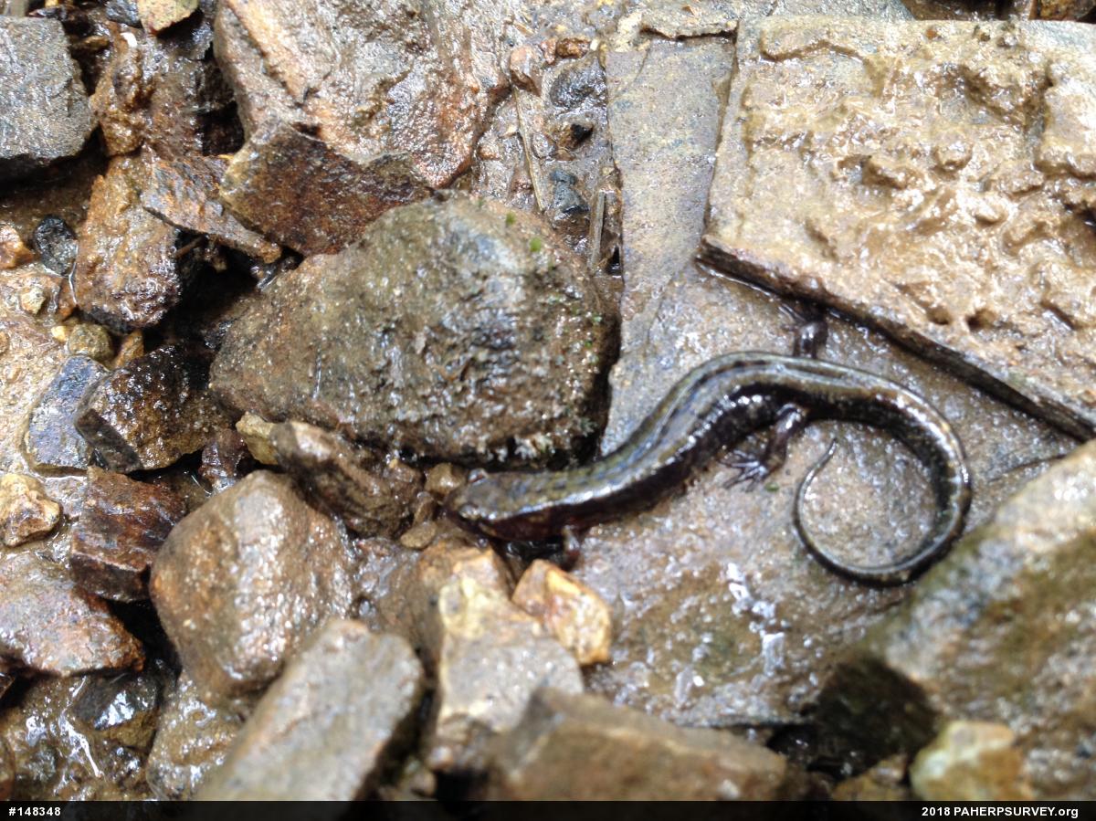 Allegheny Mountain Dusky Salamander
