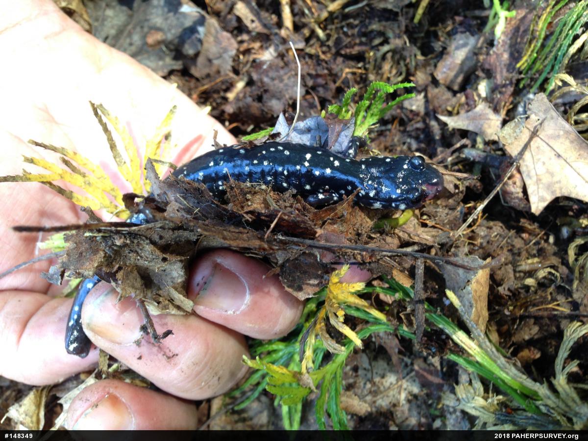 Northern Slimy Salamander