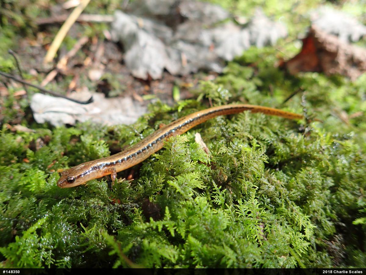 Northern Two-lined Salamander