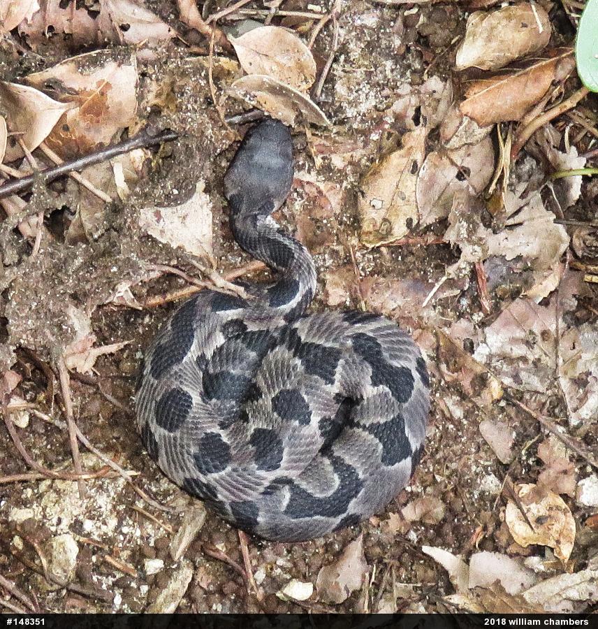 Timber Rattlesnake