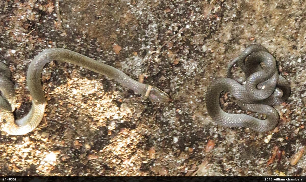 Northern Ring-necked Snake