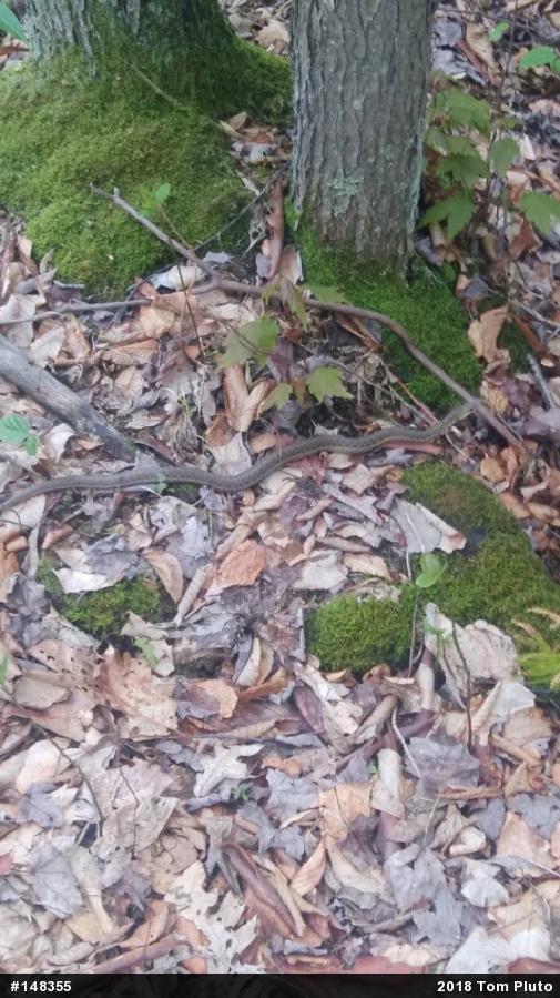 Eastern Gartersnake
