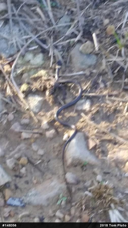 Northern Ring-necked Snake