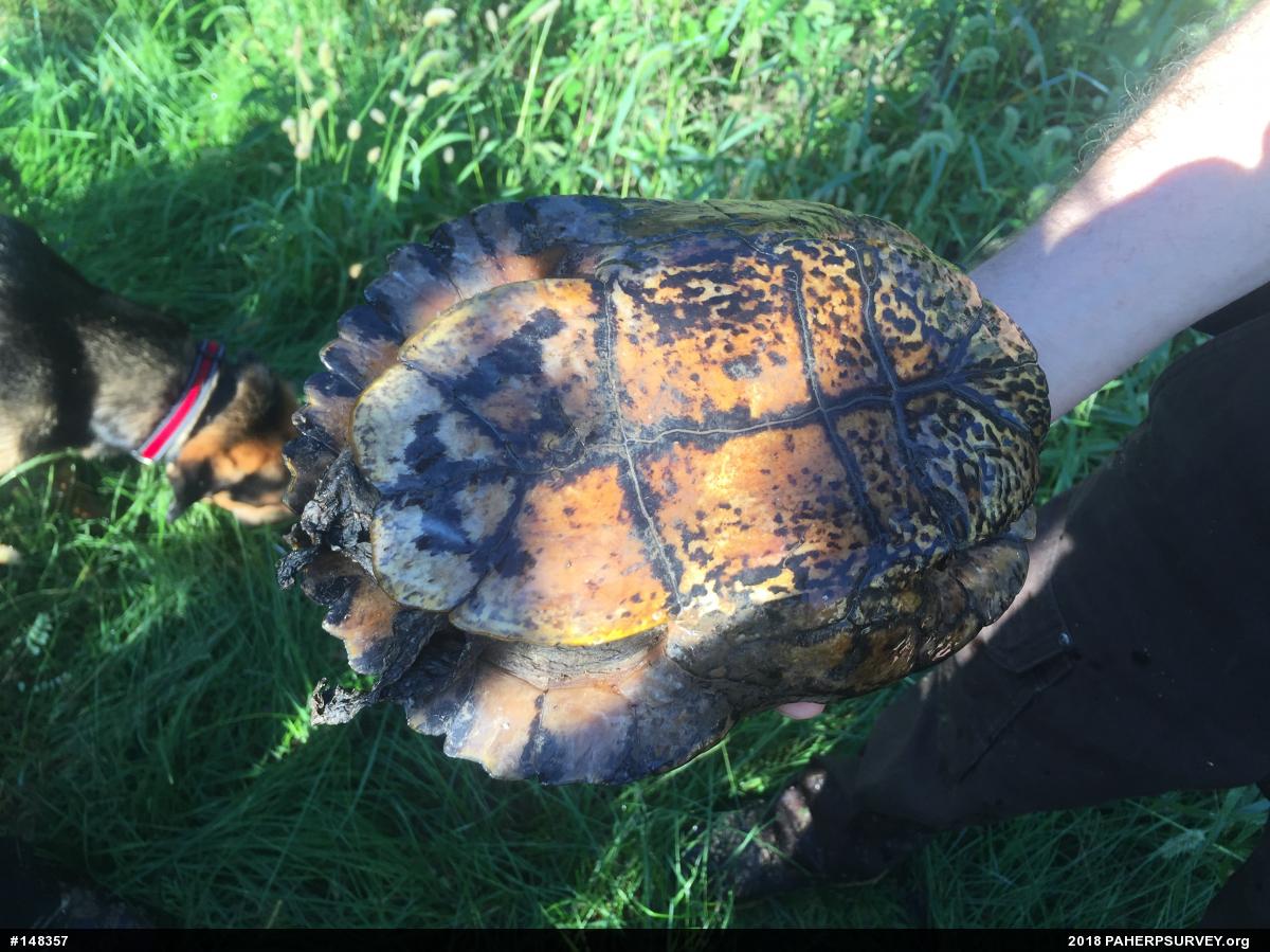 Pond Slider
