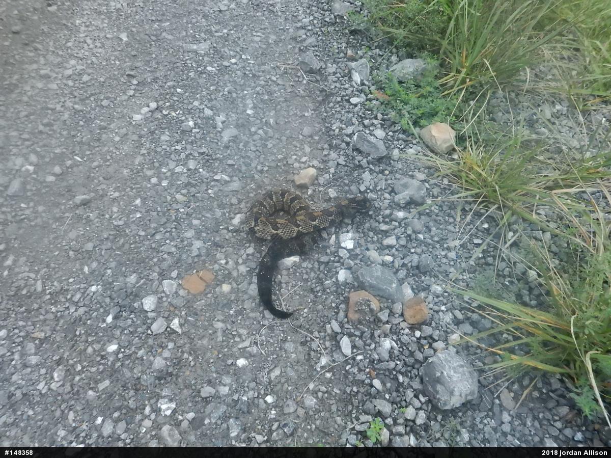 Timber Rattlesnake