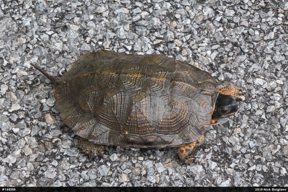 Wood Turtle