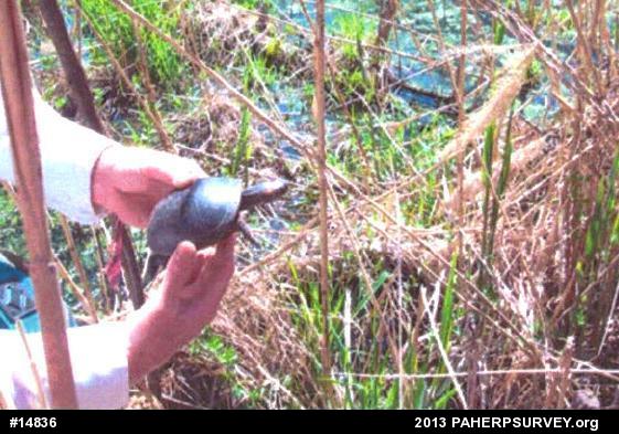 Spotted Turtle
