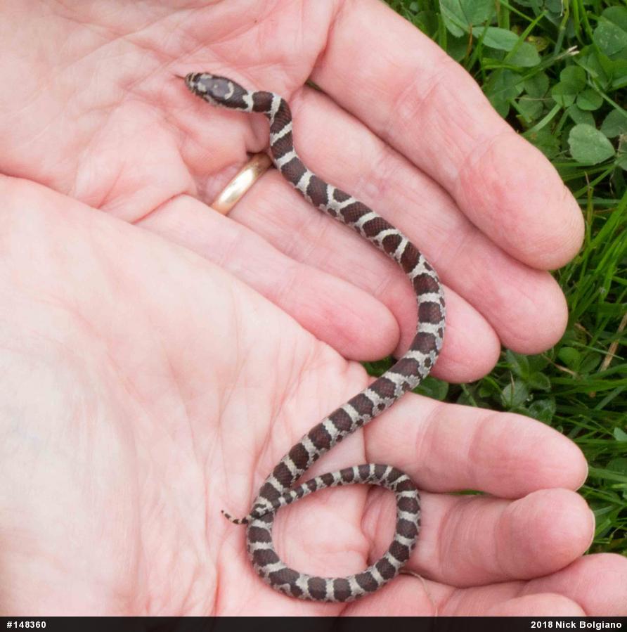 Eastern Milksnake