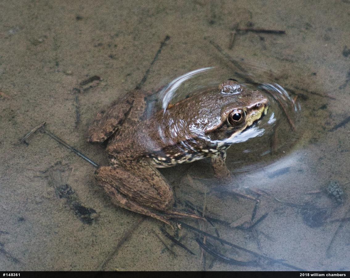 Green Frog