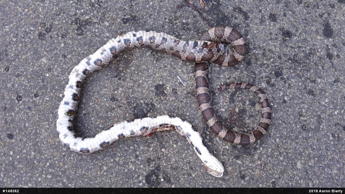 Eastern Milksnake