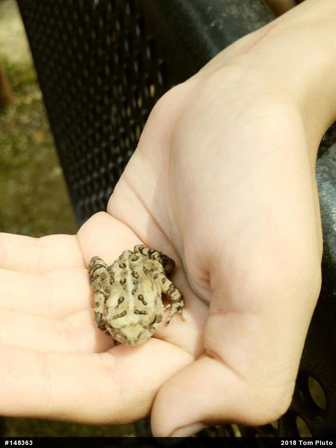Eastern American Toad