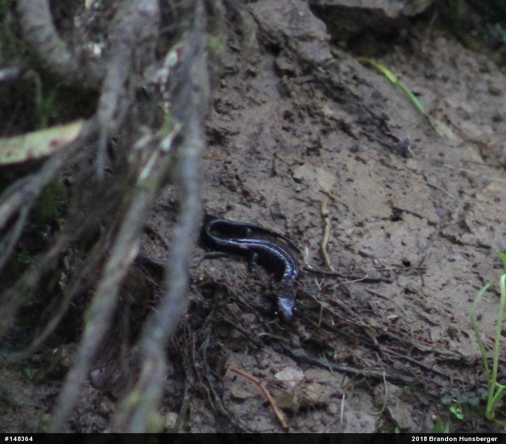 Allegheny Mountain Dusky Salamander