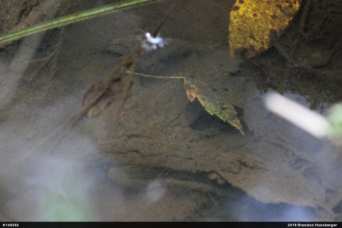 Green Frog