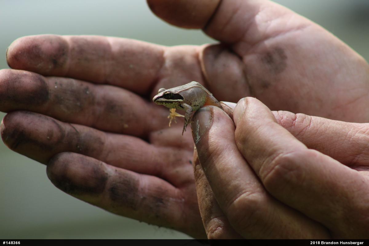 Wood Frog