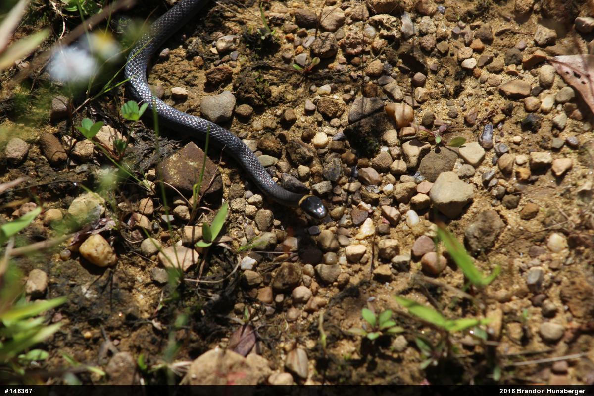 Northern Ring-necked Snake