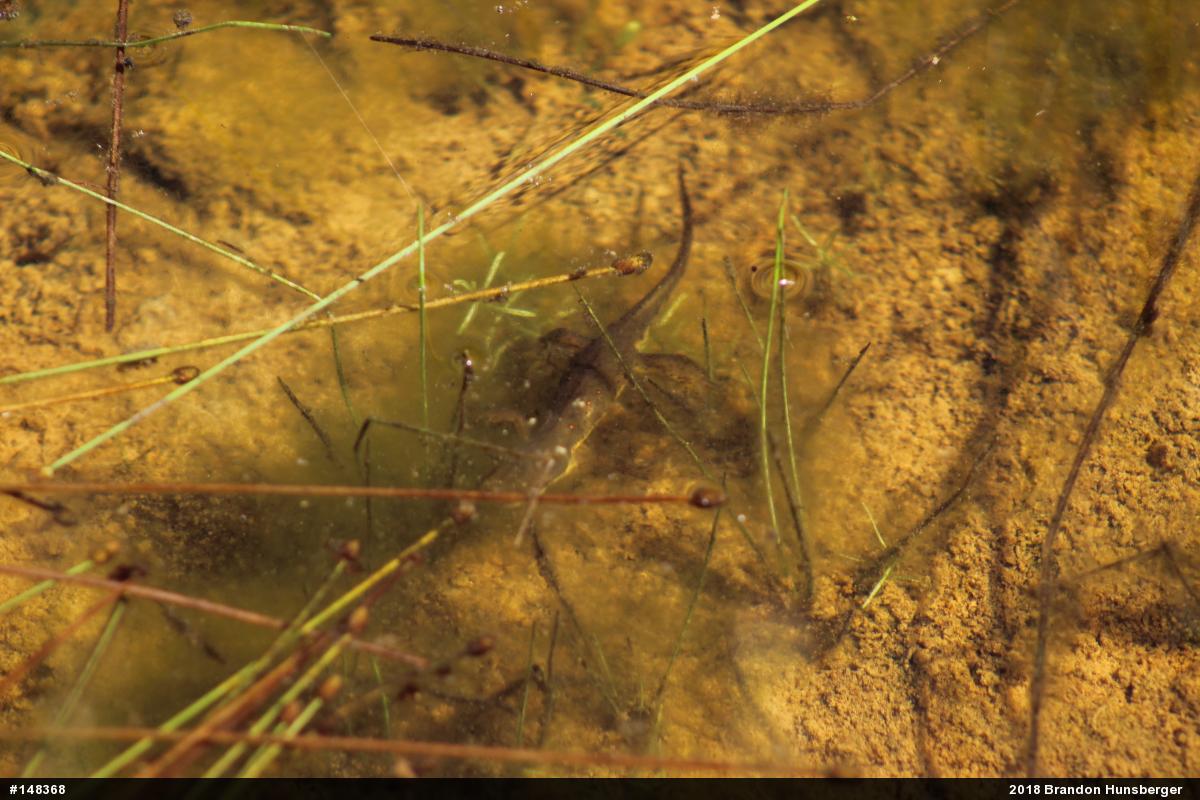 Red-spotted Newt