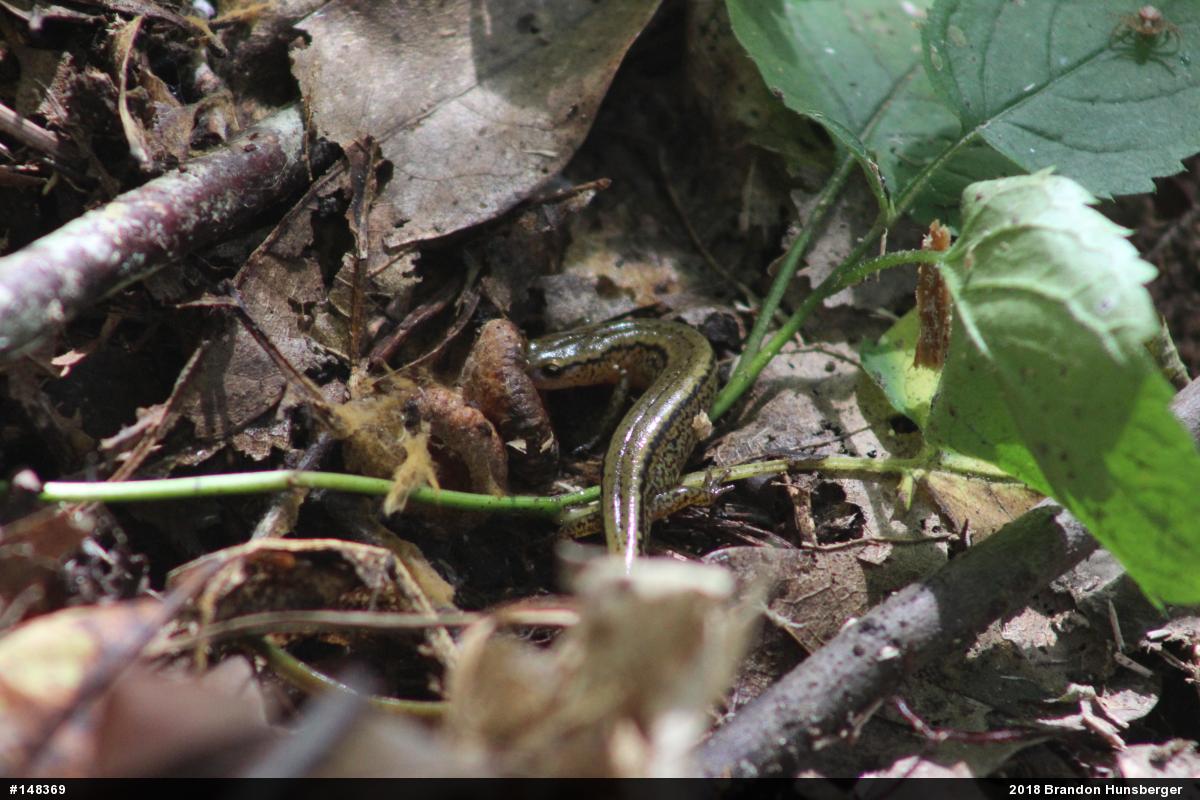 Northern Two-lined Salamander