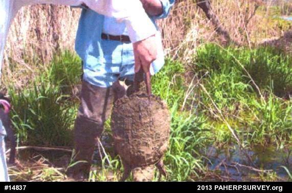 Snapping Turtle