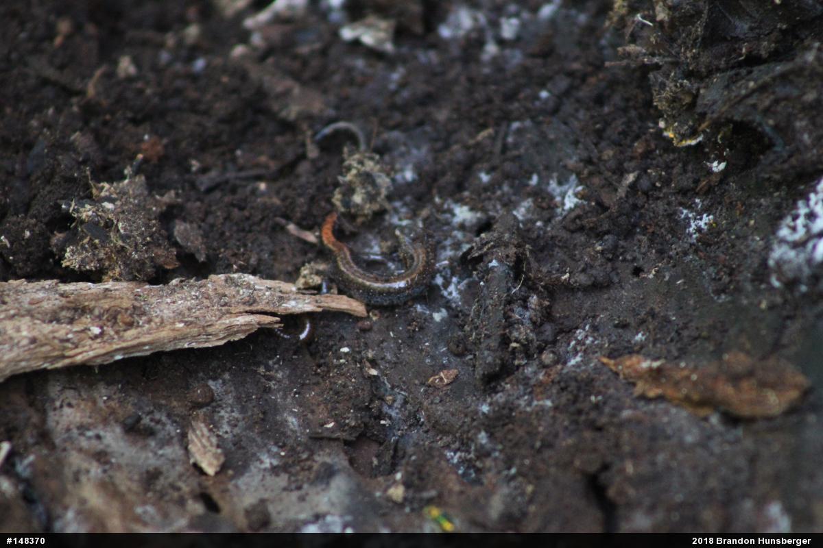 Eastern Red-backed  Salamander