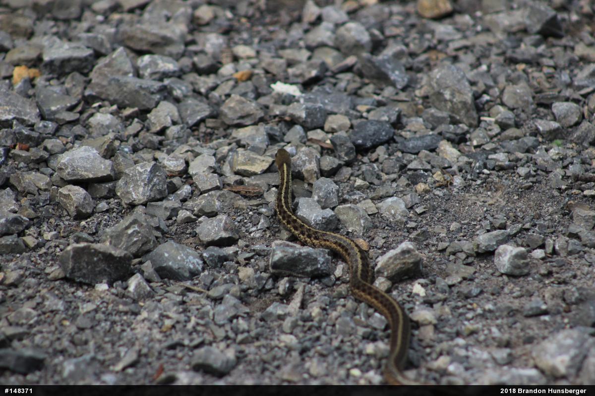 Eastern Gartersnake