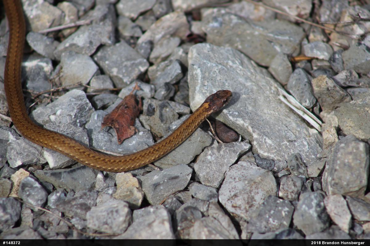 Red-bellied Snake