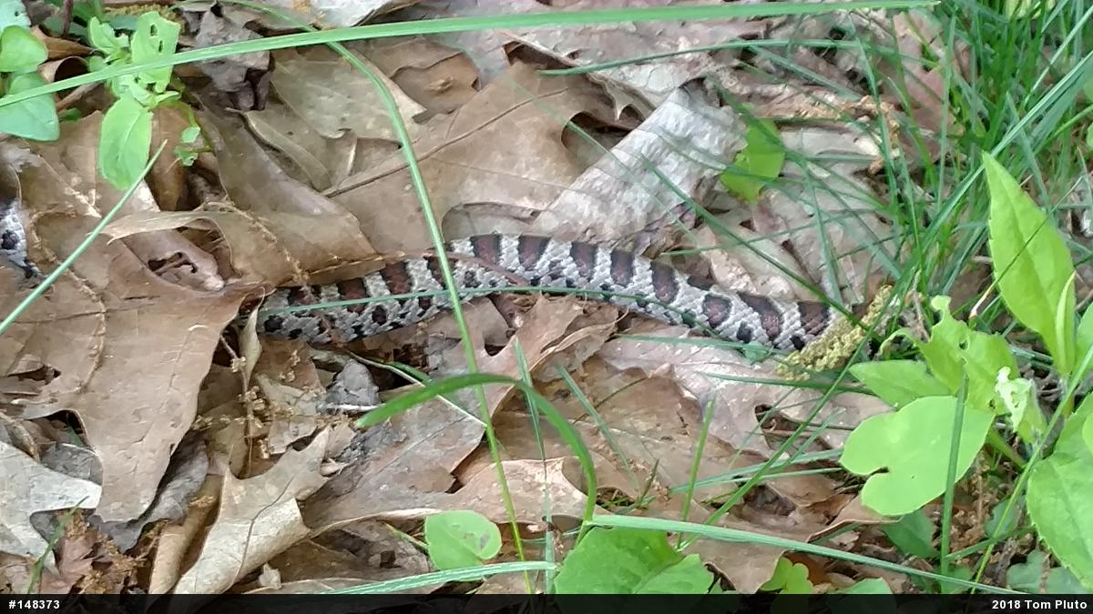 Eastern Milksnake